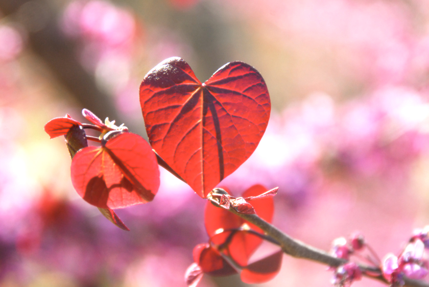 red leaf heart