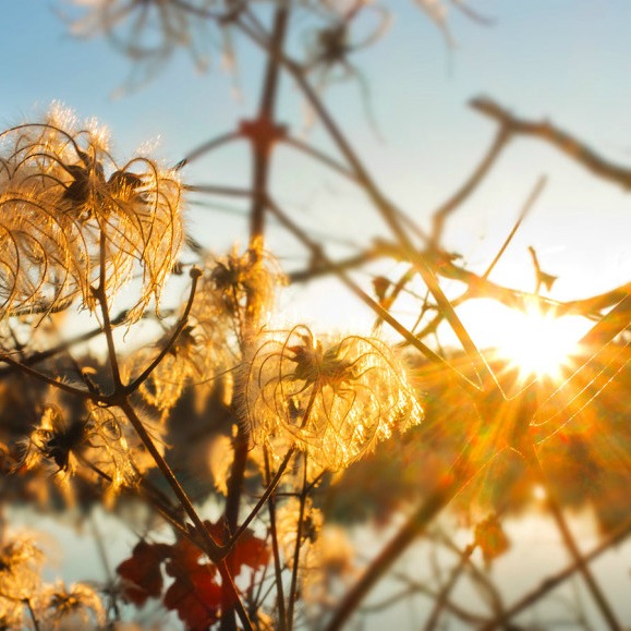 Sun-wildflowers-MichaelWalch-square