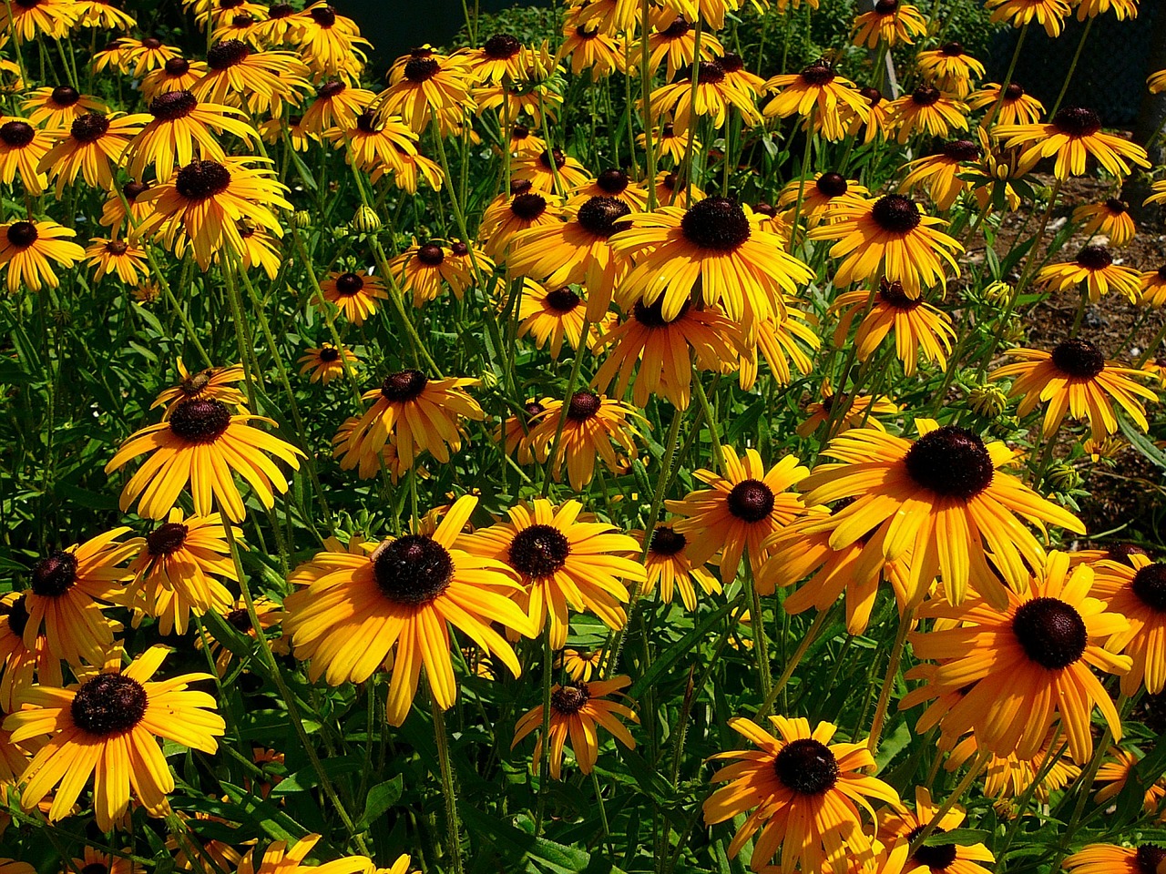 black-eyed Susan flowers senses