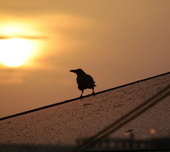 crow sunset