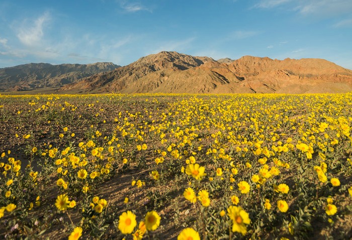 flowers desert