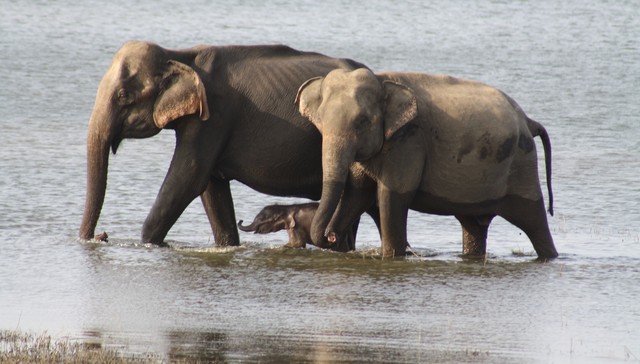 elephants