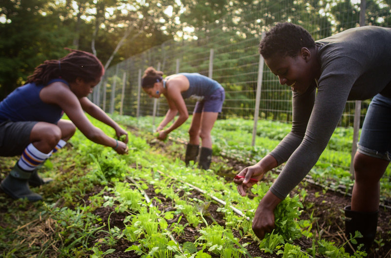 black people tending to a crop