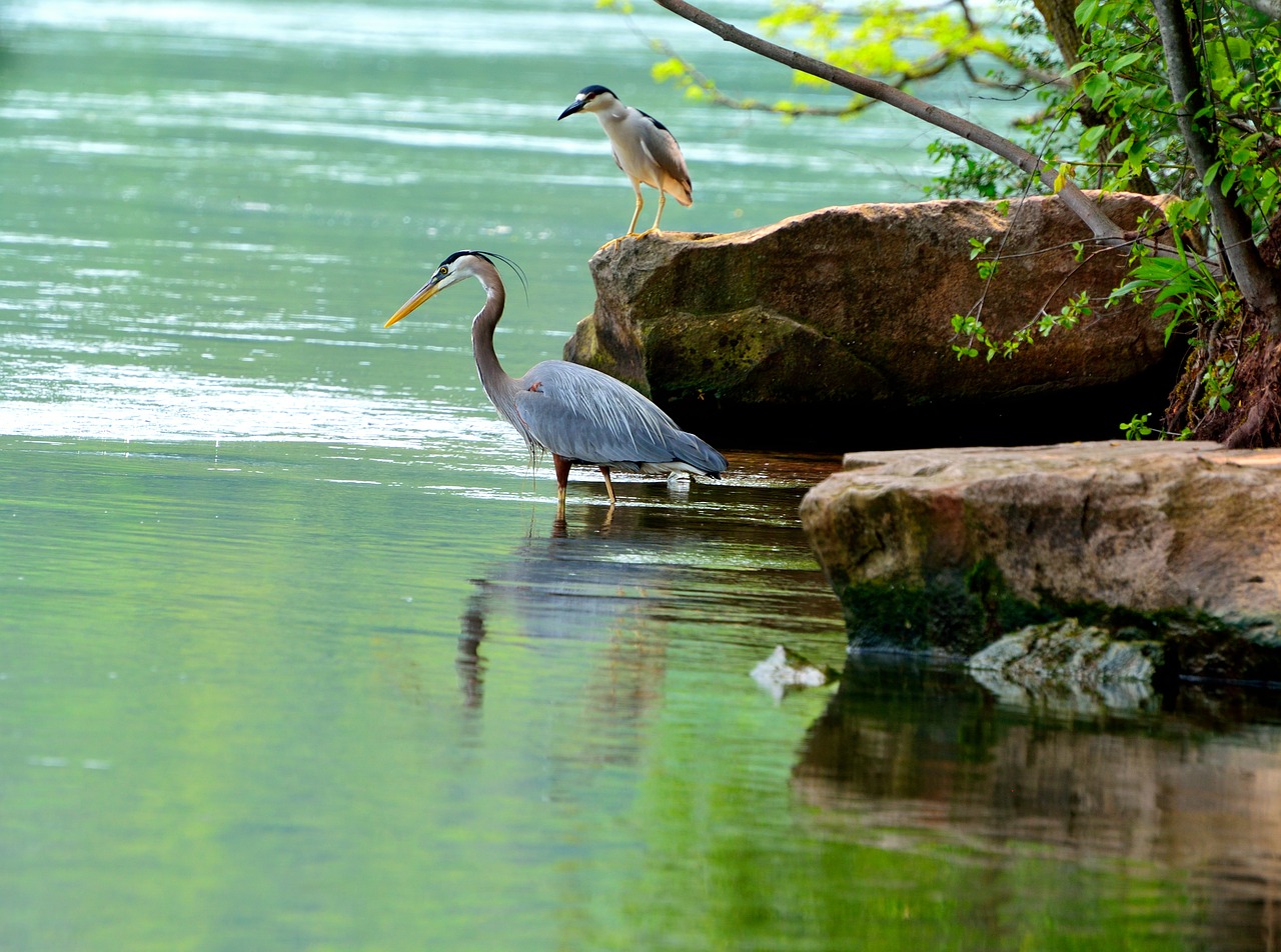 great blue heron