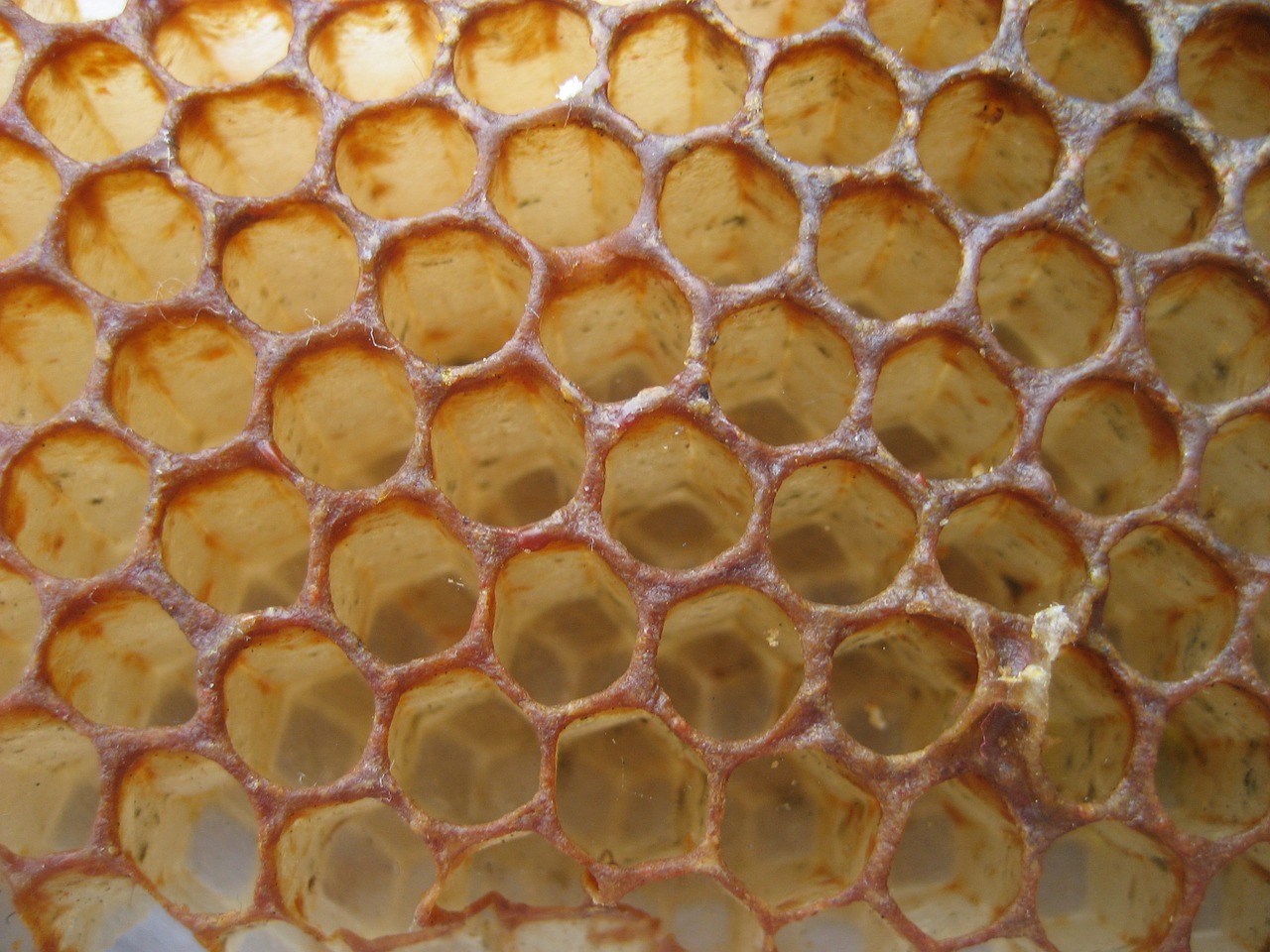 honey comb