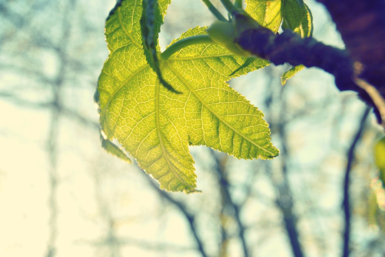 light green leaf