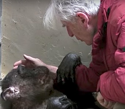 dying chimpanzee hugging old friend