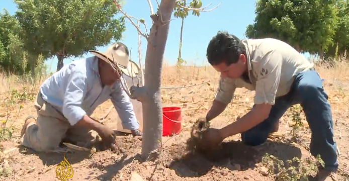 drought, solid rain, Mexico, farmers