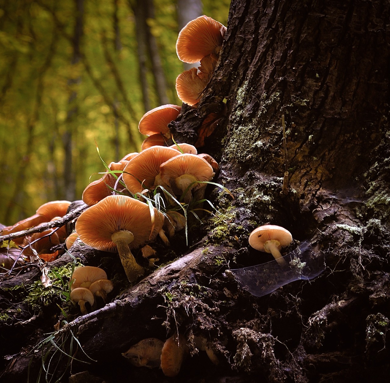 orange mushrooms tree stump