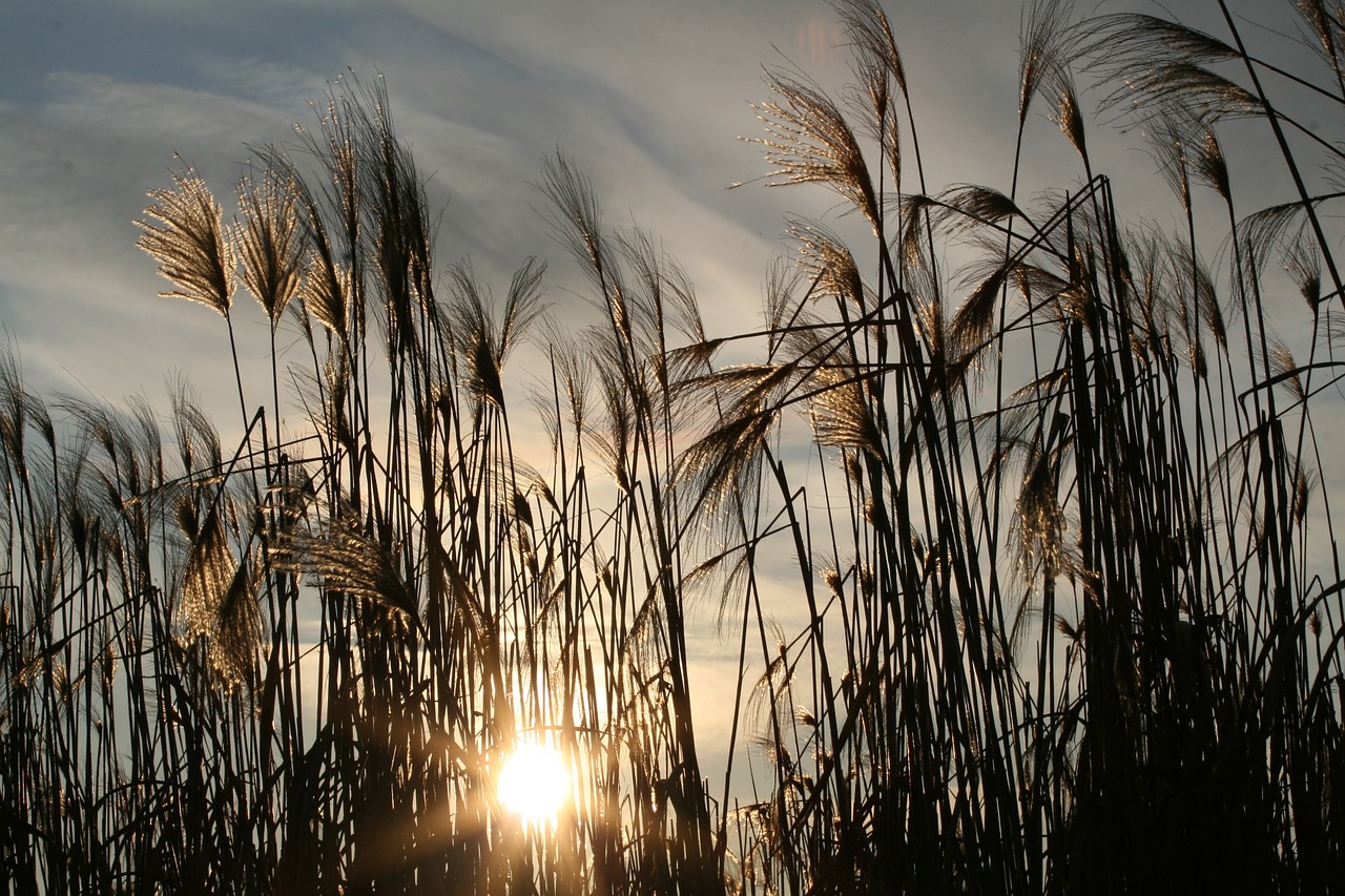 grasses sun